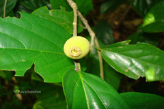 Alangium hexapetalum